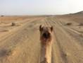 /album/nadhled/cimg4916-jpg/